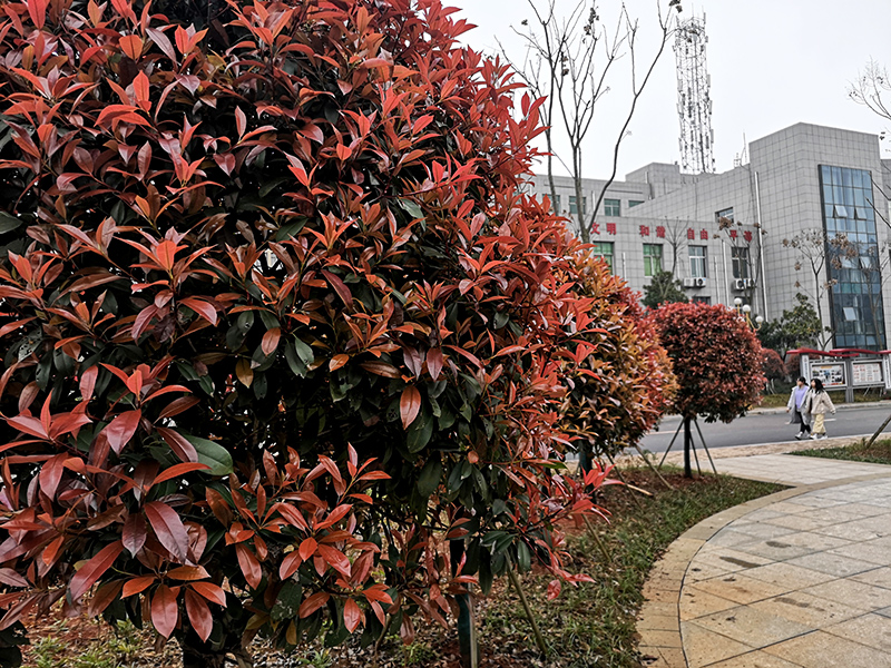 衡陽(yáng)幼高專：春色滿園迎開學(xué)