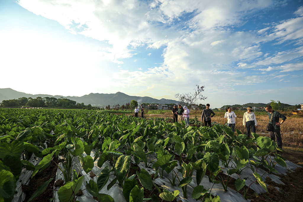 主題教育開(kāi)新篇  黨建聯(lián)盟受點(diǎn)贊 ——衡陽(yáng)幼兒師專(zhuān)機(jī)關(guān)第五黨支部主題黨日活動(dòng)助力鄉(xiāng)村振興側(cè)記